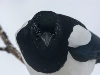 1 - Magpie portrait.jpg