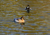 DSC_3142.jpg