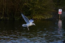 DSC_3152.jpg