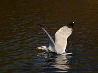DSC_3247.jpg