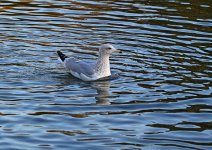 DSC_3186.jpg