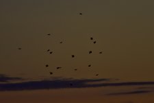 _ROY0277.jpg