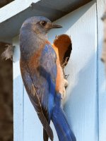 Bluebird2.jpg