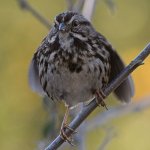 Sparrow.jpg