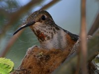 Hummer7.jpg