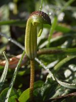 FlyTrap.jpg