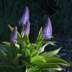 PurpleFlowers.jpg