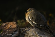 DSC_5255.jpg