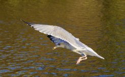 DSC_3245.jpg