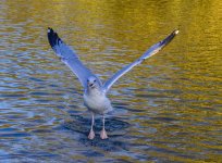 DSC_3251.jpg