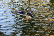 DSC_3258.jpg