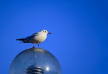 DSC_3336.jpg