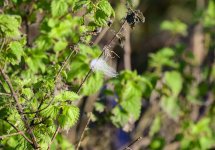 DSC_3367.jpg