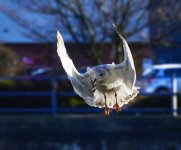 DSC_3398.jpg