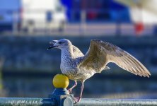 DSC_3407.jpg