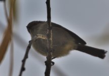 _ROY0281.jpg