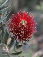 BottleBrush.jpg
