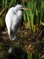 Egret.jpg