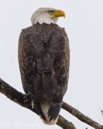 2-10-19 RW Fort Donelson -7705.jpg