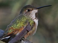 Hummer17.jpg