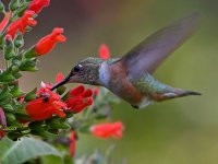 Hummer32.jpg