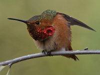Hummer36.jpg