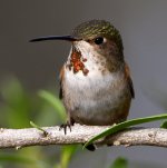Hummer40.jpg