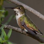 Hummer47.jpg