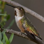 Hummer43.jpg