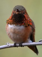 Hummer54.jpg