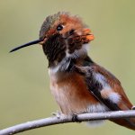 Hummer56.jpg
