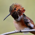 Hummer57.jpg