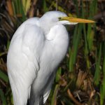 Egret2.jpg