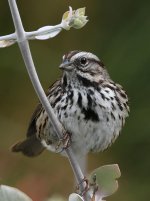 Sparrow.jpg