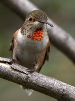 Hummer3.jpg
