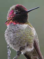 Hummer18.jpg