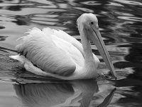 PelicanBW.jpg