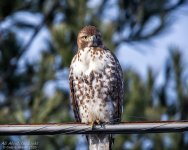 _DSC3118 low res.jpg