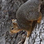 Squirrel.jpg