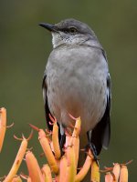 Mockingbird.jpg