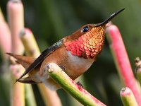 Hummer27.jpg