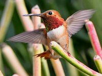 Hummer28.jpg