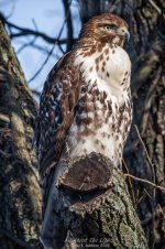 _DSC3265 low res.jpg