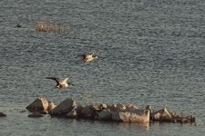 01-22-20-cr_D7K1526-ON1.jpg