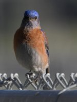 Bluebird5.jpg