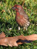 Finch.jpg