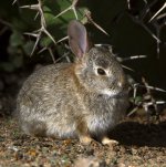 Bunny2.jpg