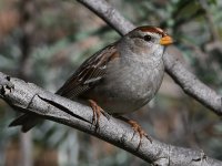 Sparrow.jpg