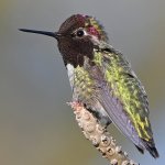 Hummer11.jpg