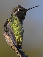 Hummer14.jpg